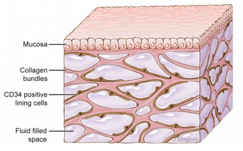 Schema de l'interstitium, un nouvel organe du corps humain