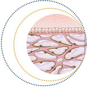 Découverte d’un nouvel organe du corps humain : l’interstitium